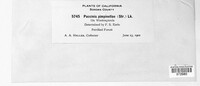 Puccinia pimpinellae image